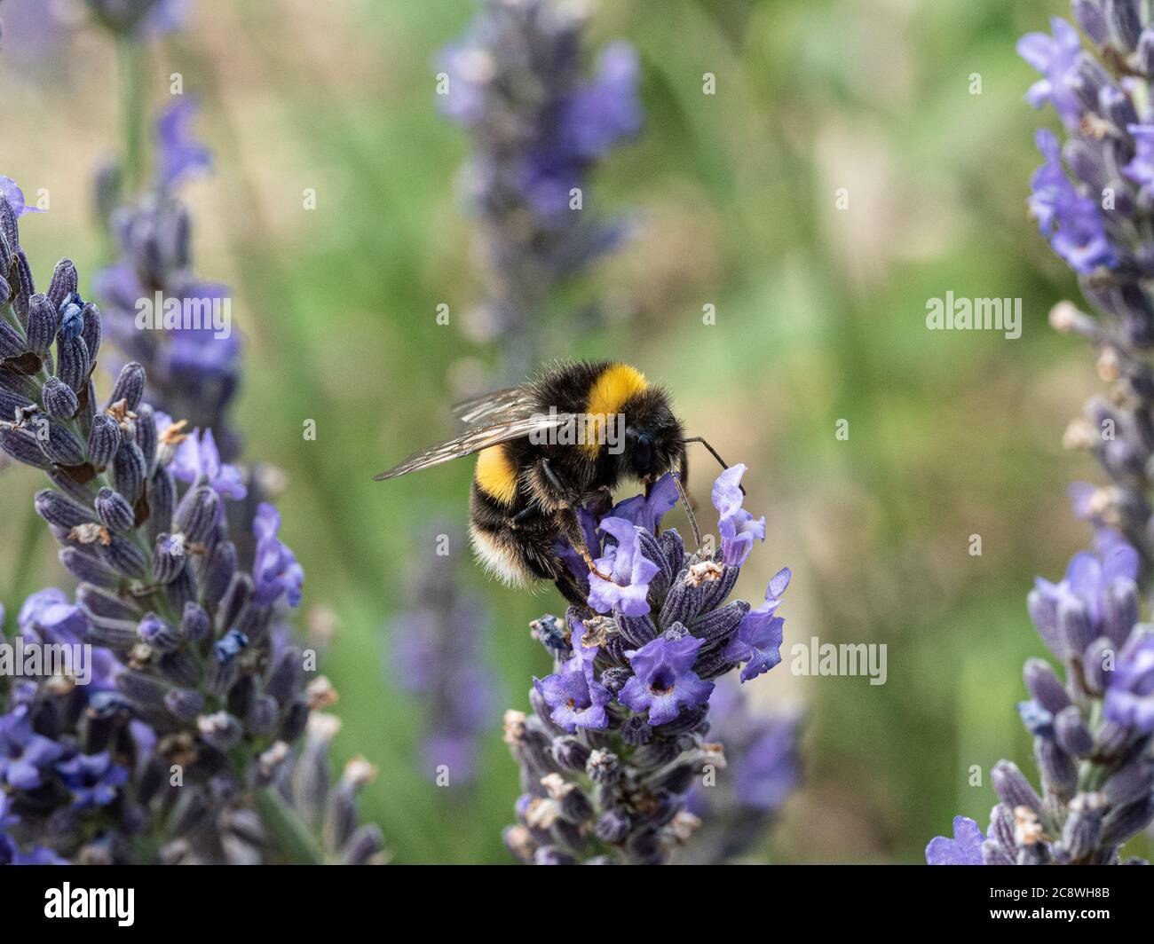 Eine weiße Schwanzbiene - Bombus lucorum, die sich auf einer Lavendelblüte ernährt Stockfoto