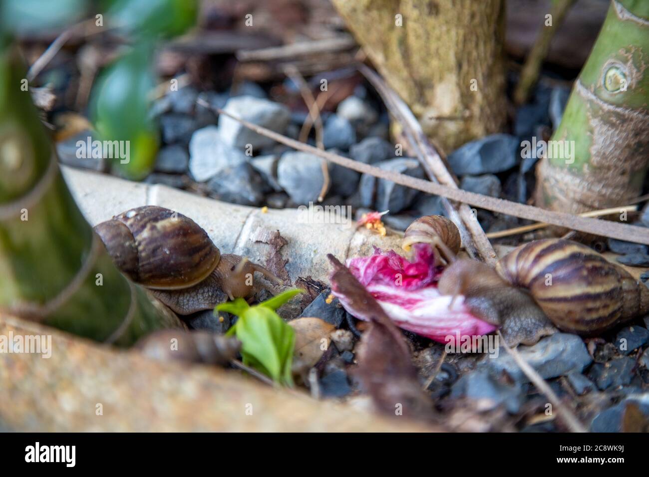 Eine Familie tropischer Schnecken frisst ein Blütenblatt im Dickicht. Nahaufnahme Stockfoto