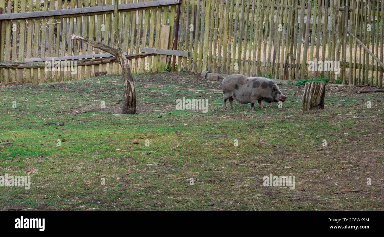 Großes schwarzes Schwein auf dem Bauernhof. Stockfoto