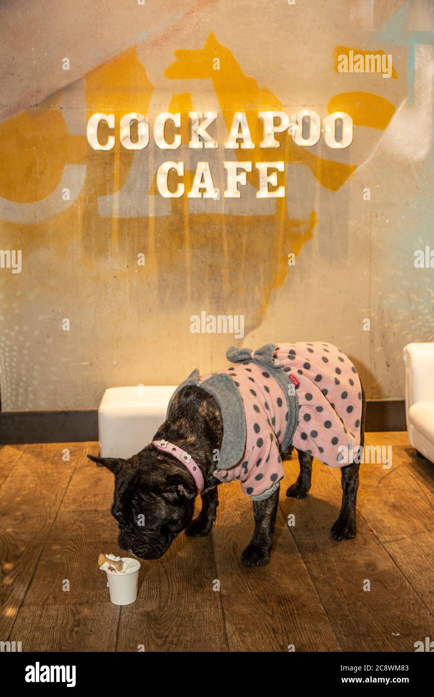 Cockapoo und French Bulldog Rasse-spezifische Hundeveranstaltung in Shoreditch, wo Hundebesitzer bringen ihre Hunde in das Café für ein Treffen in East London, Großbritannien. Stockfoto
