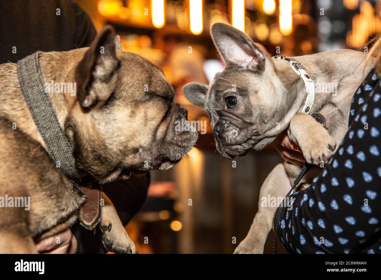 Cockapoo und French Bulldog Rasse-spezifische Hundeveranstaltung in Shoreditch, wo Hundebesitzer bringen ihre Hunde in das Café für ein Treffen in East London, Großbritannien. Stockfoto
