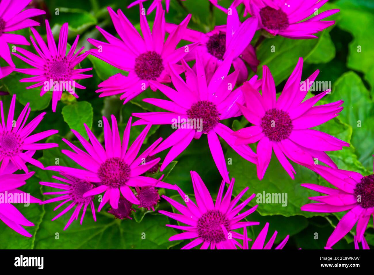 Schöne Nahaufnahme von lila senetti pericallis Blumen, tropische Pflanzenarten von den kanarischen Inseln Stockfoto