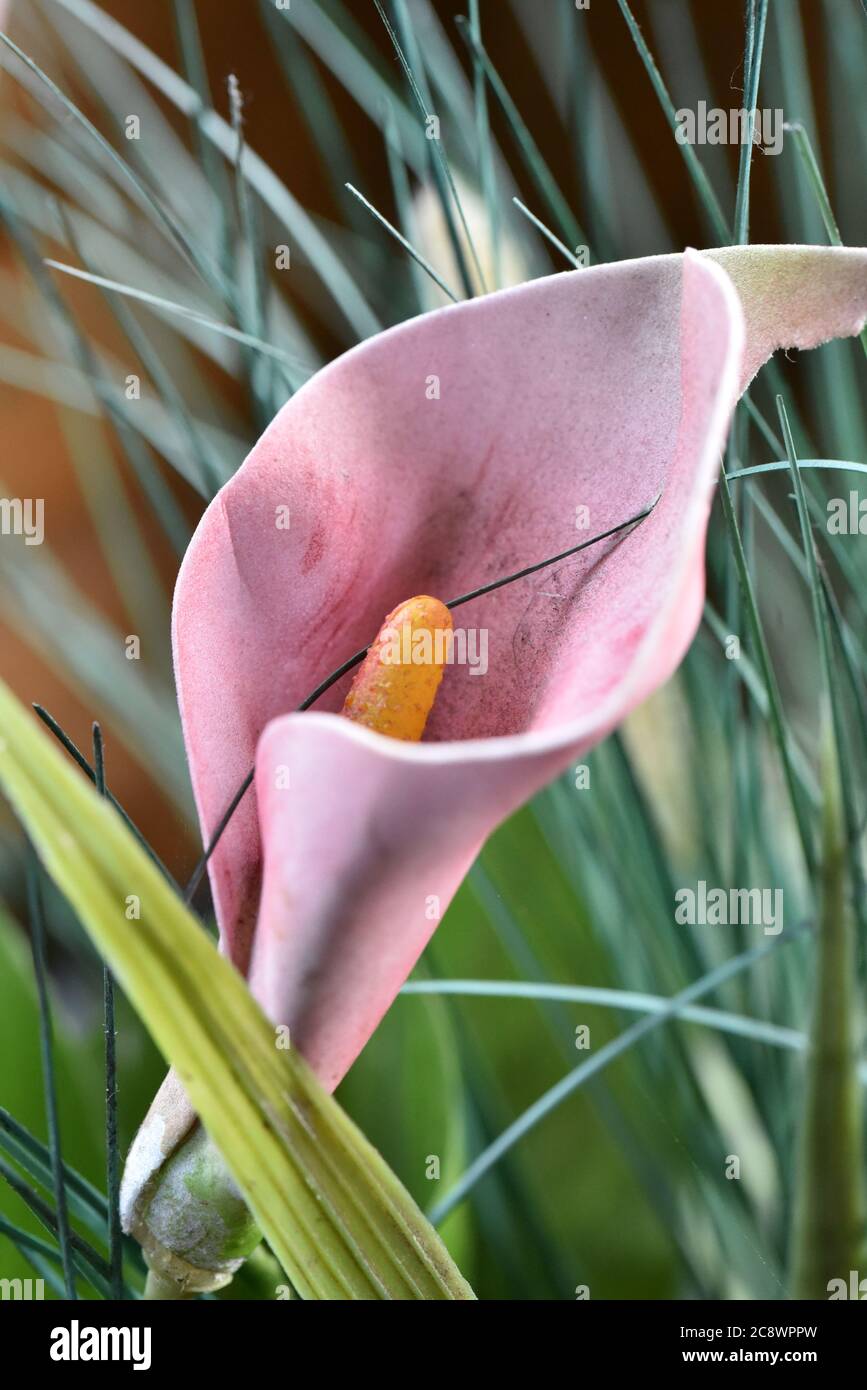 Makro-Blume Stockfoto