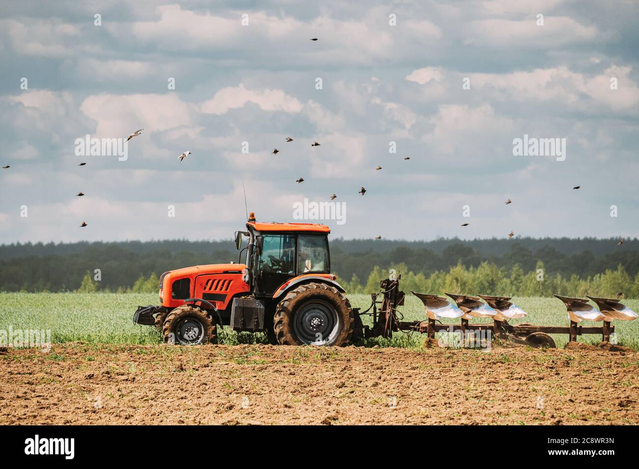 Die Vogelschar Der Möwe Fliegt Im Frühling Hinter Dem Traktor-Pflügefeld. Beginn Der Landwirtschaftlichen Frühjahrssaison. Grubber von EINEM Traktor gezogen Stockfoto
