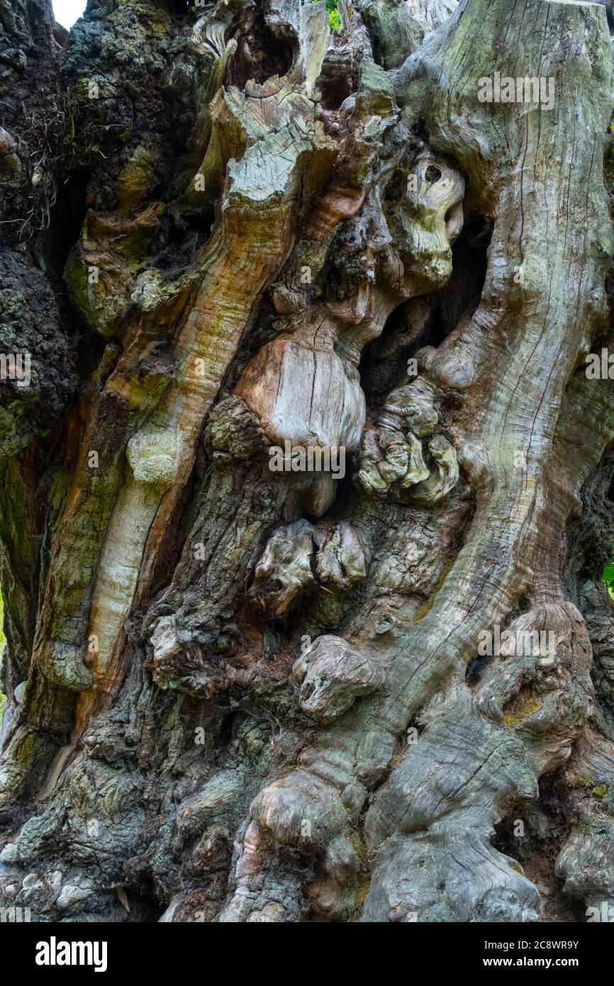 Interessante Bäume, mit ungewöhnlichen Stämmen Sheffield Park, Sussex Stockfoto