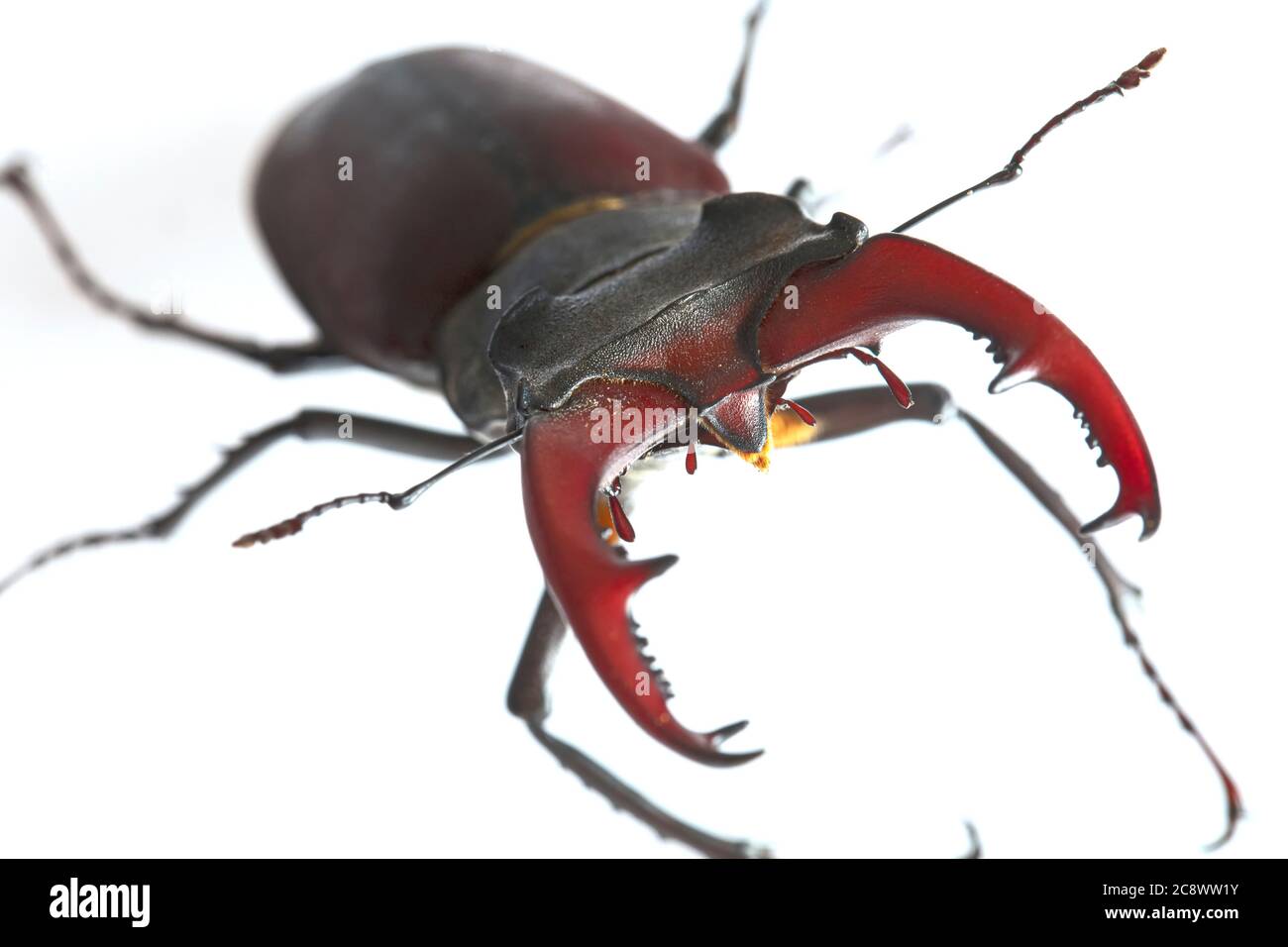 Das Insekt Lucanus cervius ist im Roten Buch aufgeführt. Stockfoto