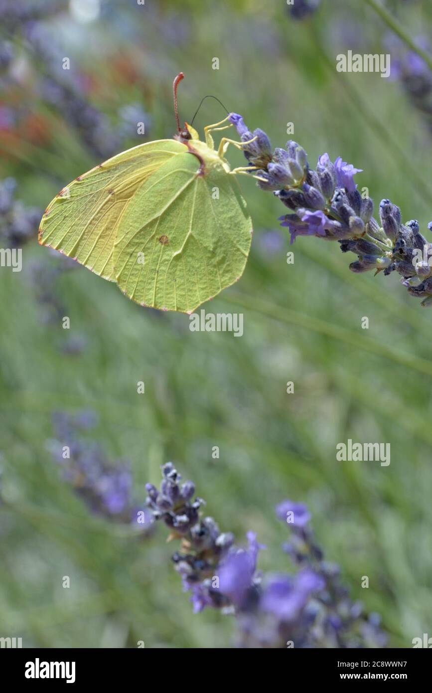 KLEOPATRA SCHMETTERLING AUF DER LAVENDELBLÜTE IN KROATIEN. Stockfoto