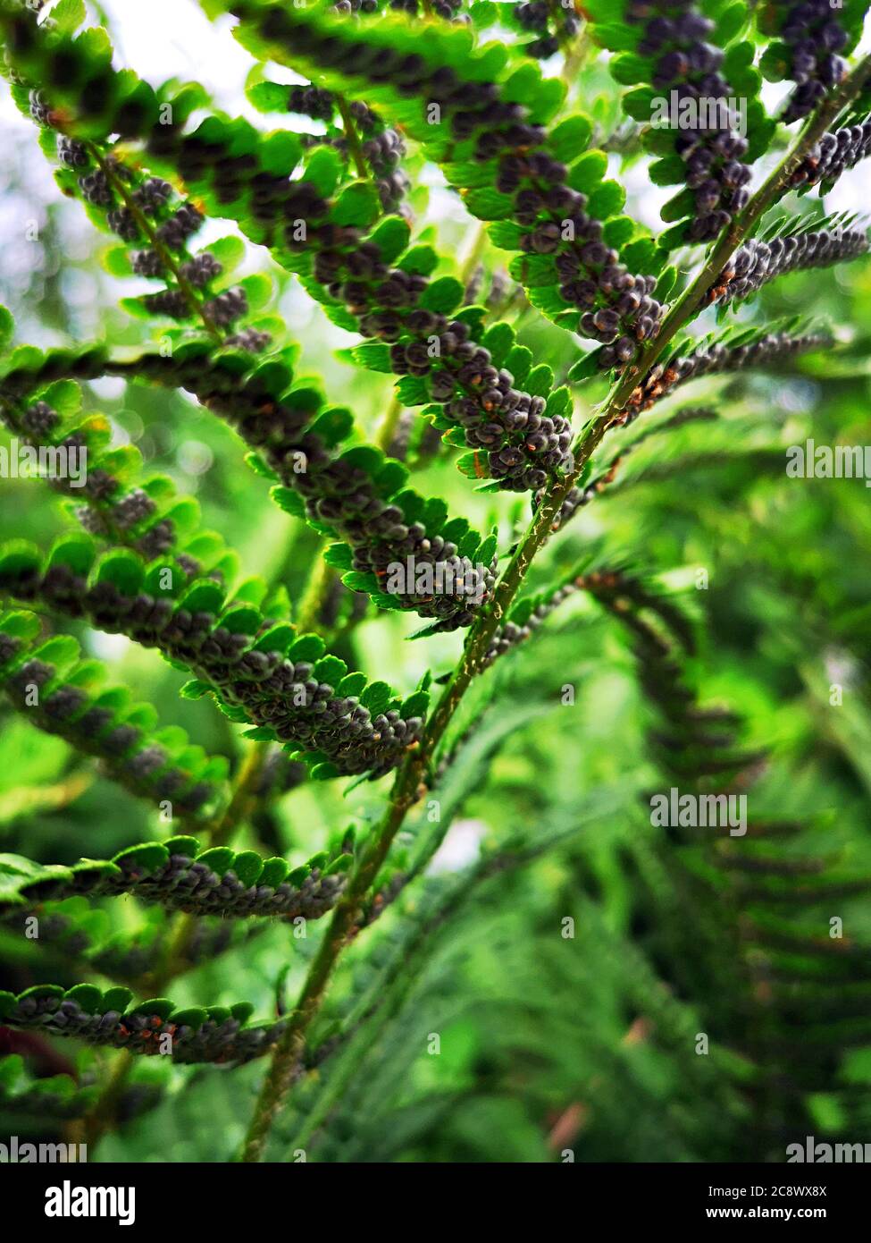 Schöne abstrakte Farnbilder, Natur Nahaufnahmen im Detail Stockfoto