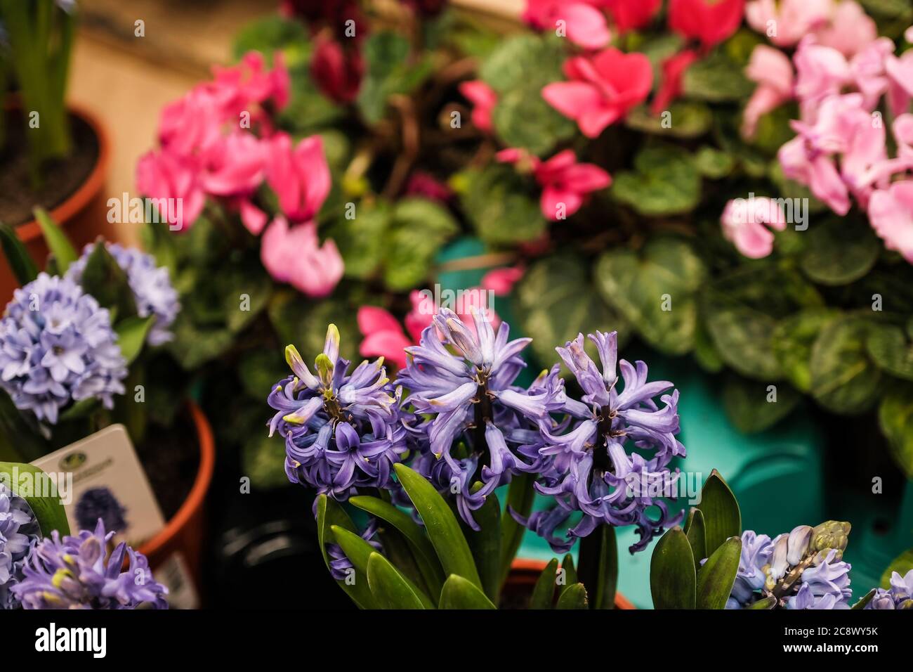 Hyazinthe ist eine Topfpflanze mit hellen bunten Blumen, die in einem Gewächshaus wachsen. Verkauf in einem Geschäft Stockfoto