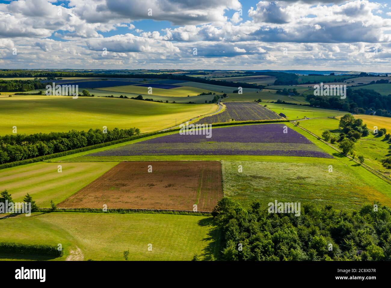 Luftdrohne Ansicht der bunten Felder von Lavendel in der englischen ländlichen Landschaft Stockfoto