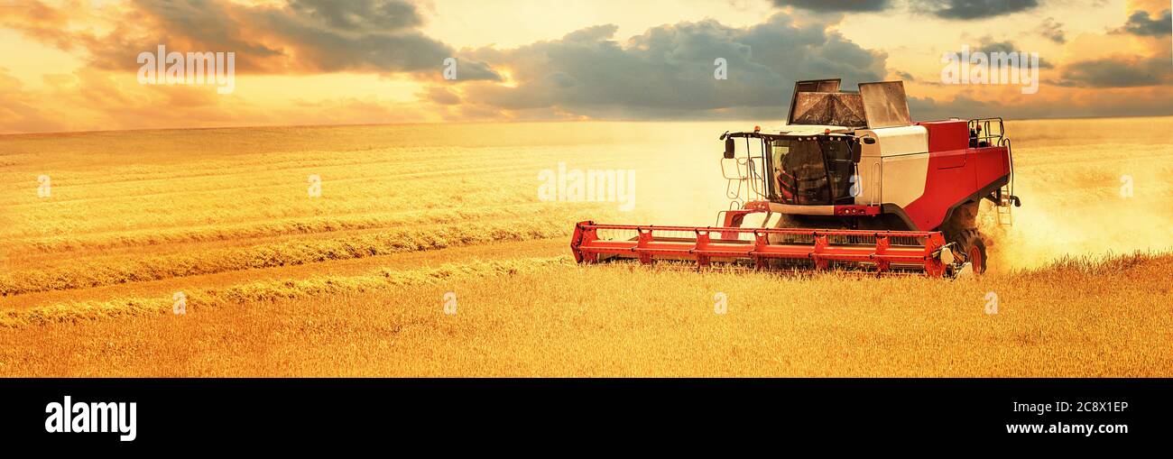 Kombinieren Sie Harvester arbeiten auf goldenen Getreidefeld bei Sonnenuntergang. Kopieren Raum Banner Stockfoto