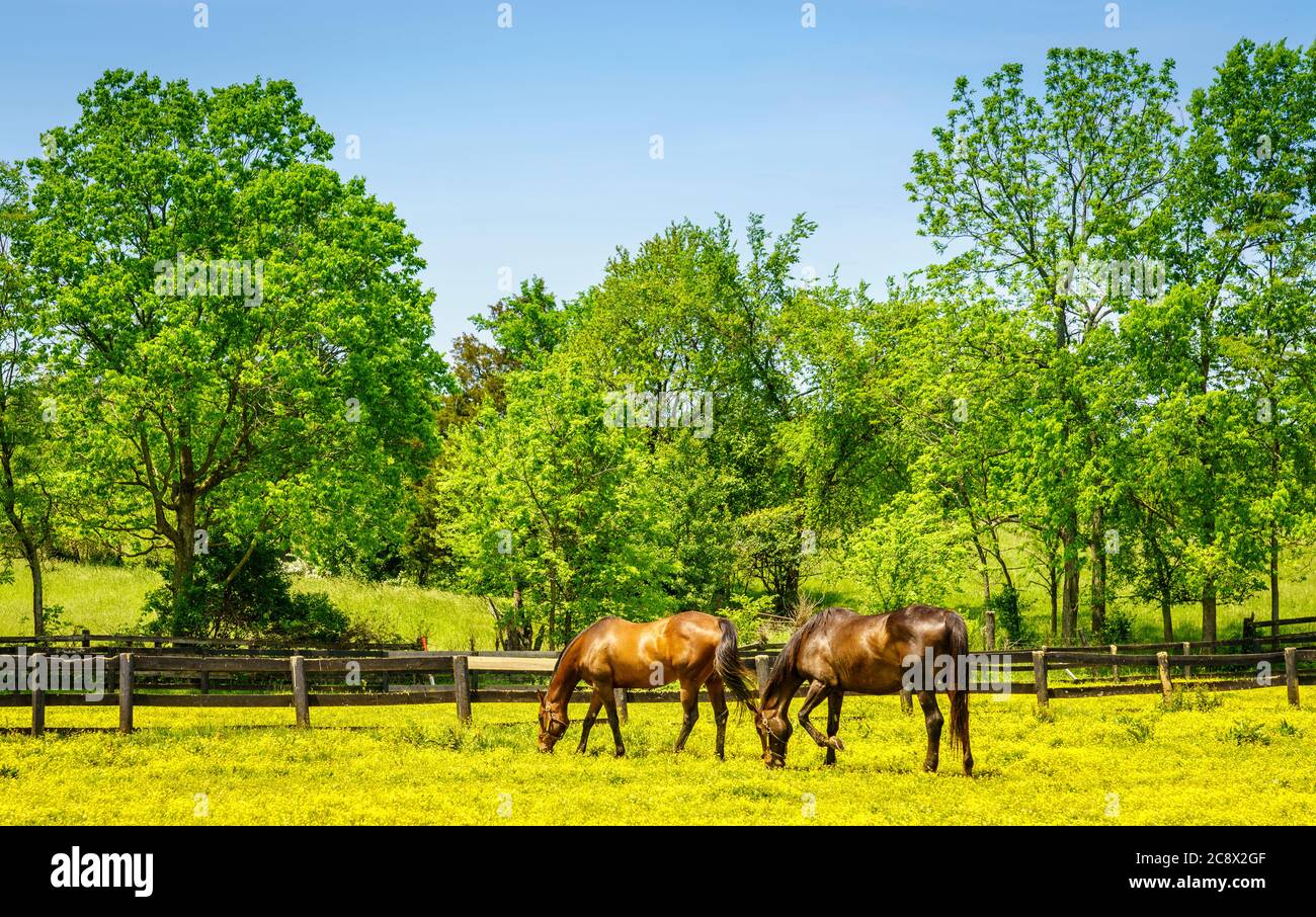 Pferde grasen auf einer Weide mit Butterblumen in Central Kentucky bedeckt Stockfoto