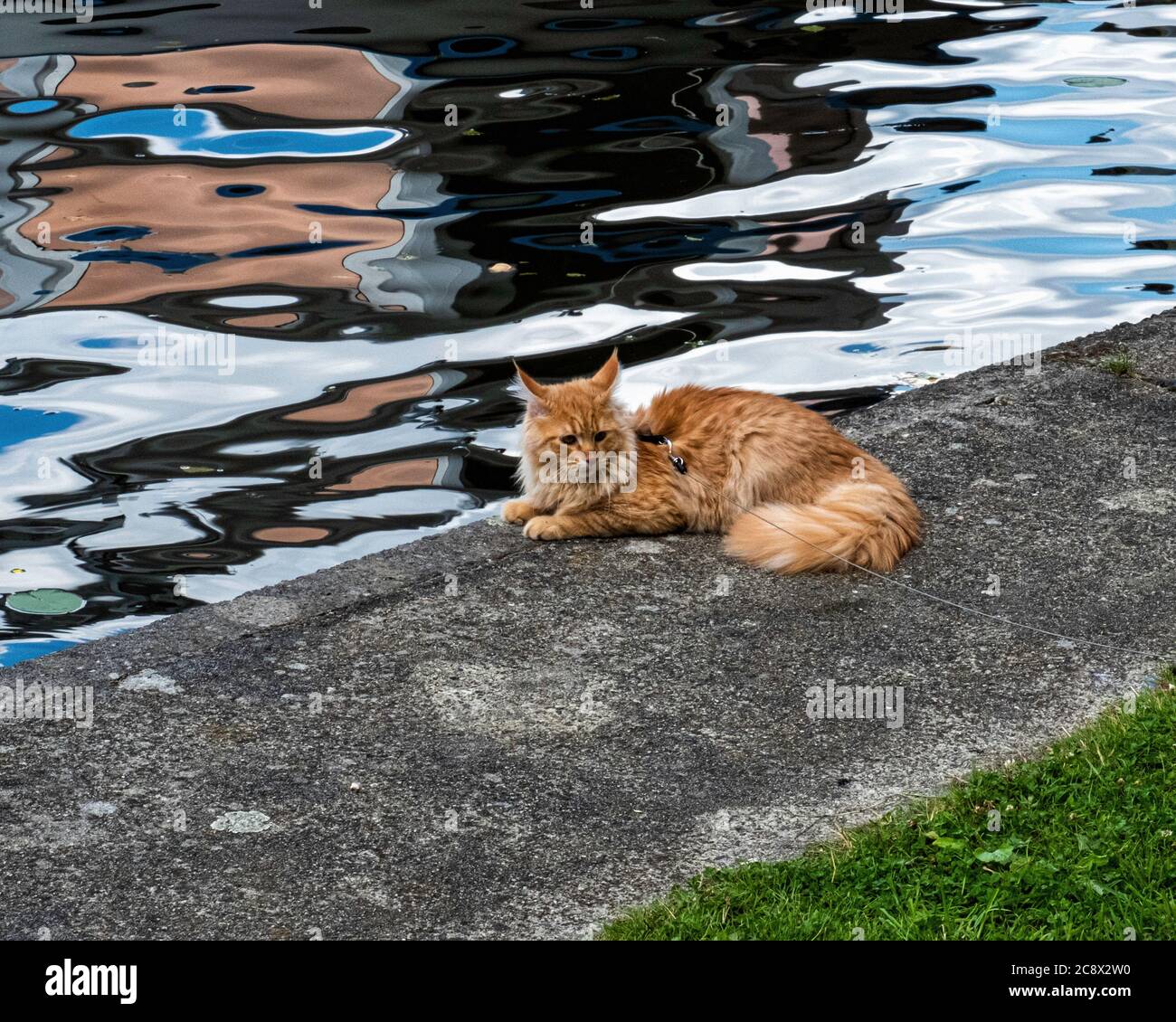 Erwachsene Ingwerkatze an der Leine Entspannung an der Spree im Treptower Park, Mitte, Berlin Stockfoto