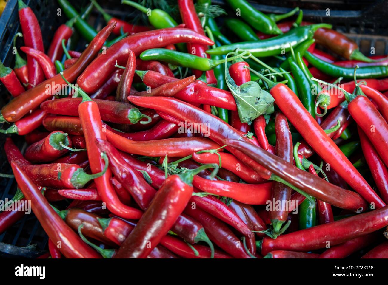 Frische chilischoten zum Verkauf auf dem Casablanca Markt in Marokko Stockfoto