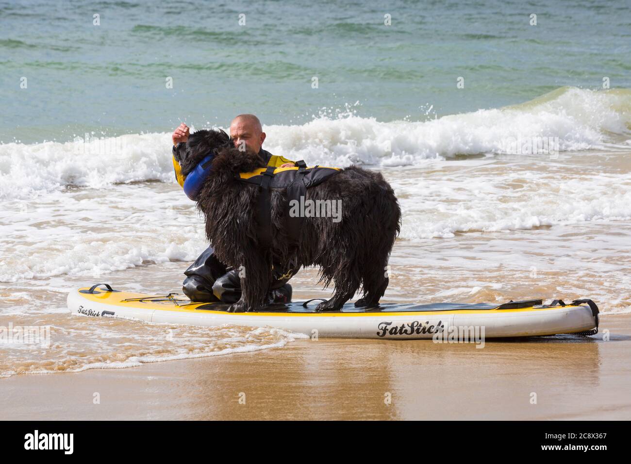 Hundeausbildung - Neufundland Hund steht auf dem Paddle Board Paddleboard lernen am Branksome Dene Chine Beach, Poole, Dorset, UK im Juli Stockfoto