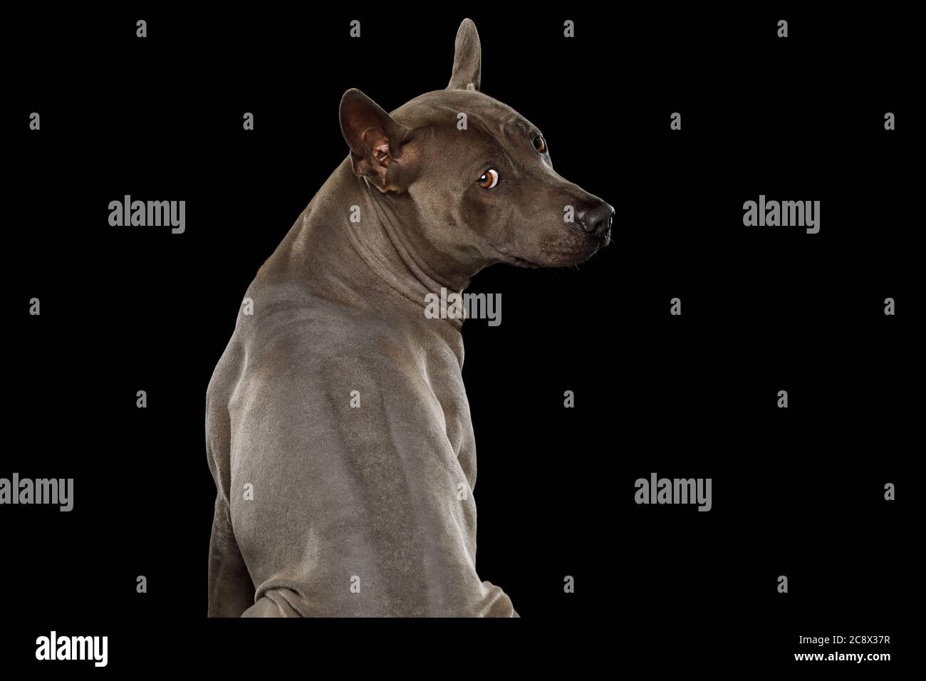 Thai Ridgeback Hund drehen sich auf isolierten schwarzen Hintergrund zurück  Stockfotografie - Alamy