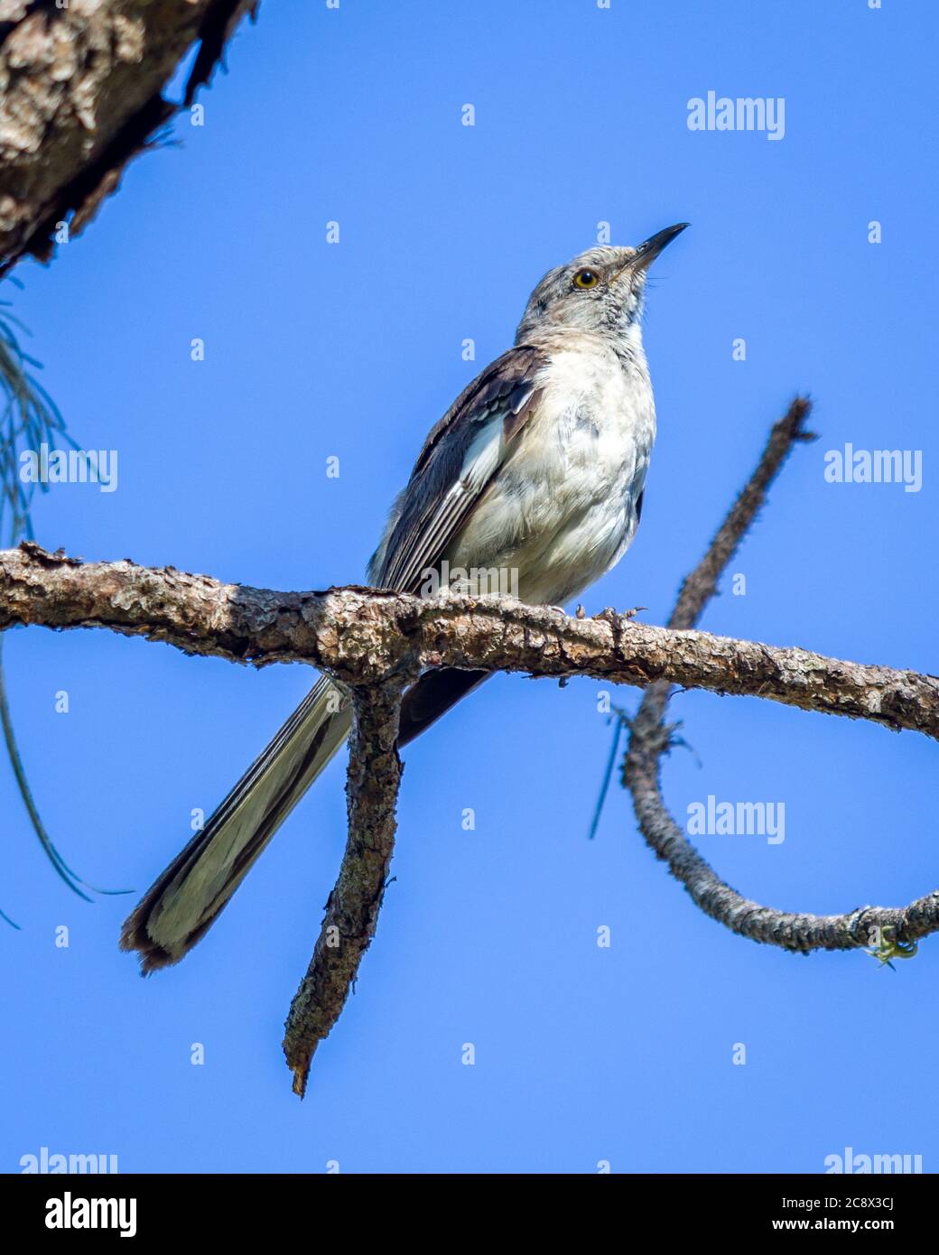 Sarasota, USA, 26. Juli 2020 - EIN nördlicher Mockingbird (Mimus polyglottos), der auf einem Baum in Sarasota, Florida, steht. Bild: Foto von Enrique Shore Stockfoto