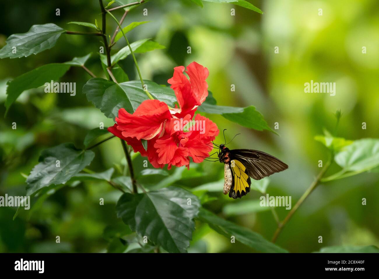 Southern Bird Wing (Troides Minos) ist der größte Schmetterling in Südindien Stockfoto