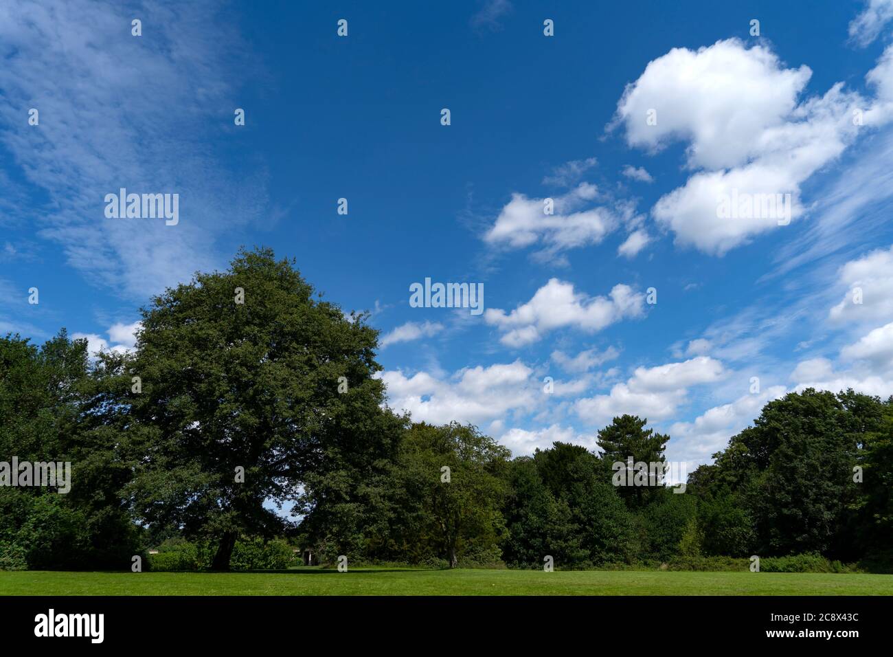 Sommerhimmel über Bäumen Stockfoto