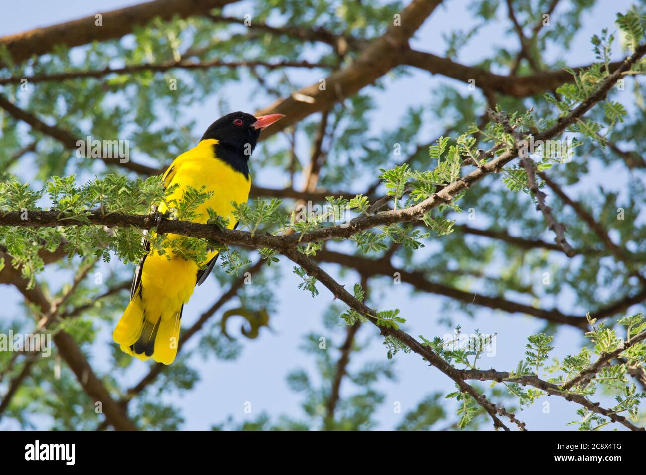 Schwarzer und gelber vogel -Fotos und -Bildmaterial in hoher Auflösung –  Alamy