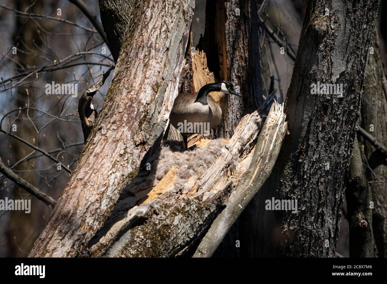 Kanada Gans, die im Frühling ein Nest in einem Baum bauen Stockfoto
