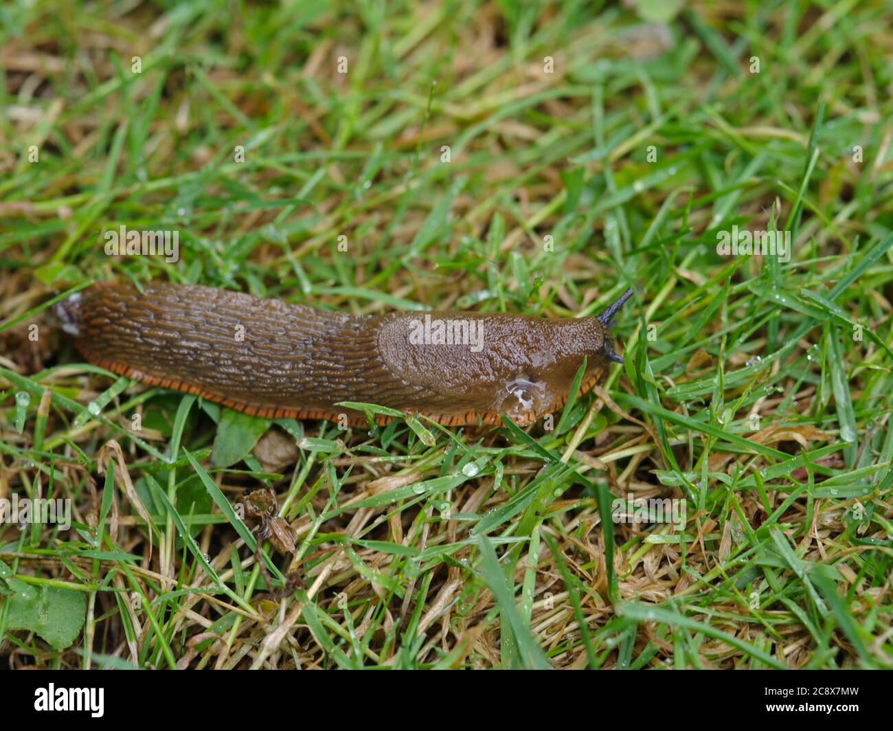 Große schwarze Schnecke Garten Pest UK Stockfoto