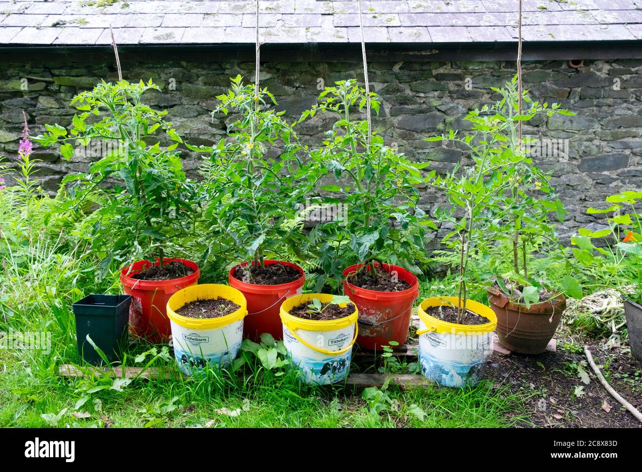 Moneymaker Tomatenpflanzen wächst in einer Reihe von recycelten Kunststoff Mineraleimer Behälter wächst im ländlichen Wales UK KATHY DEWITT Stockfoto