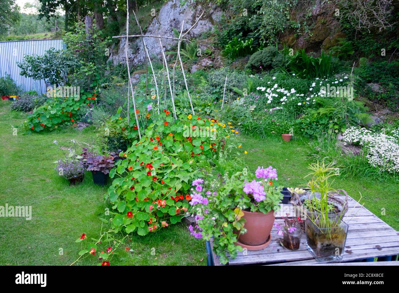 Terracotta Topf mit lila lila lila Schlepptau Efeu Blatt Geranie und Klettern Nasturtiums in kleinen Garten im Juli Sommer Wales UK KATHY DEWITT Stockfoto
