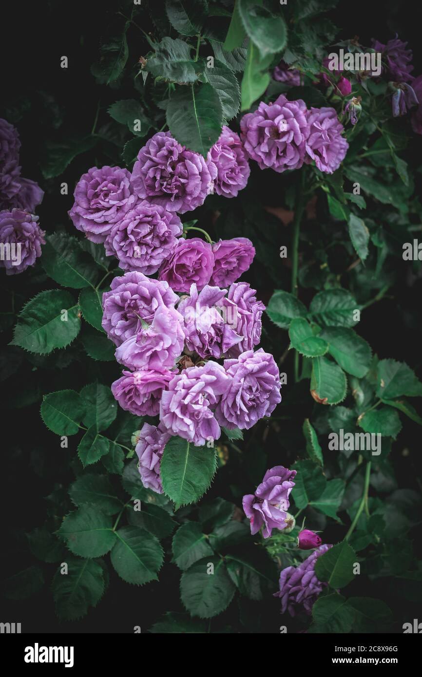 Lila Rosen blühen in einem Garten Stockfoto