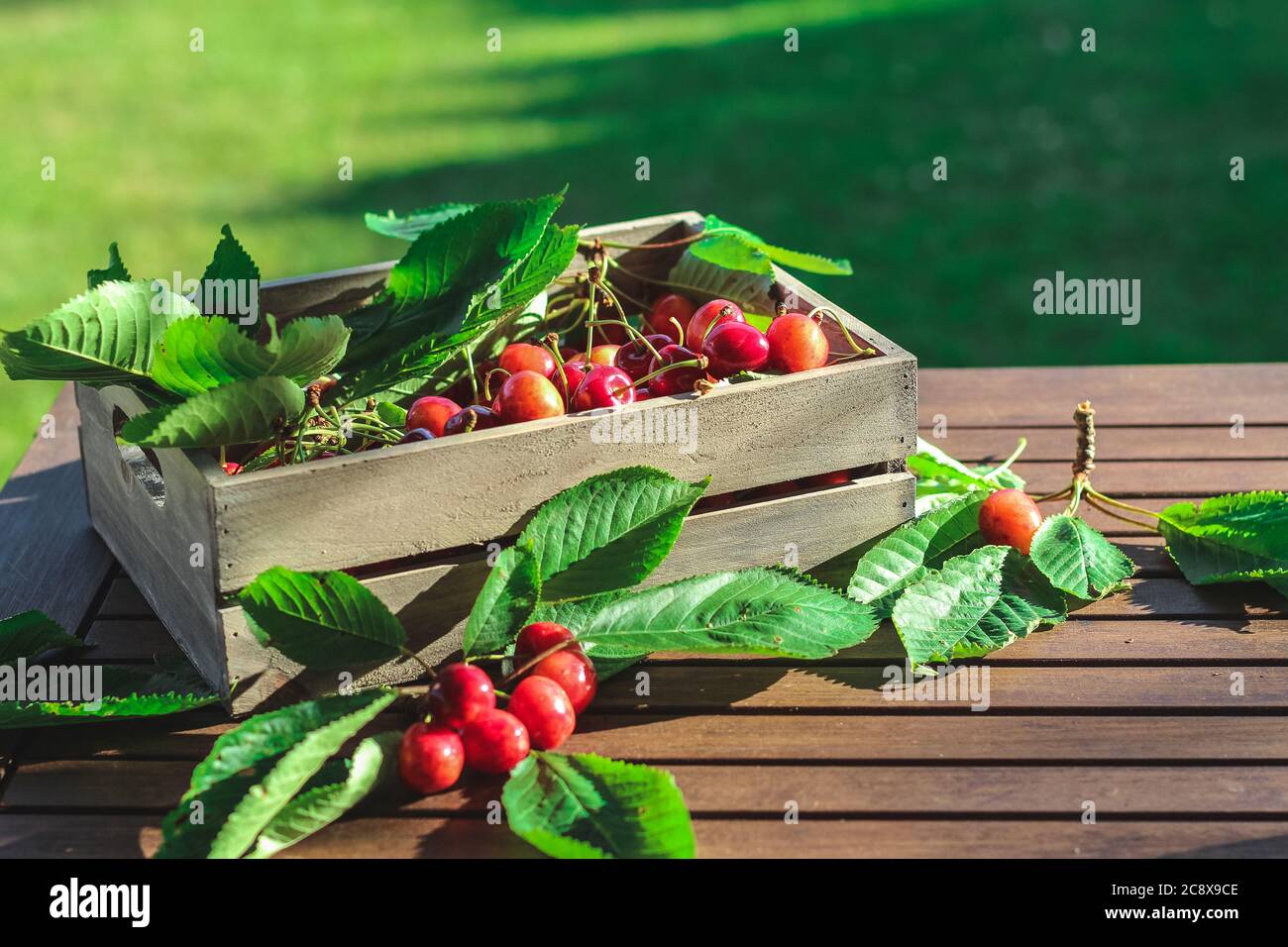 Süße Kirschen in einer Holzkiste auf einem Gartentisch Stockfoto