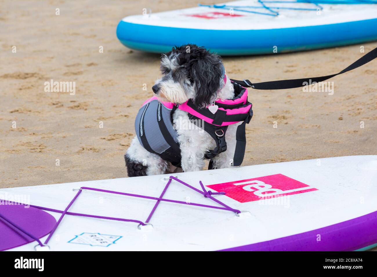 Hundetraining - Cavapoochon Hund sitzt am Paddleboard am Strand in Branksome Dene Chine, Poole, Dorset, UK im Juli Stockfoto