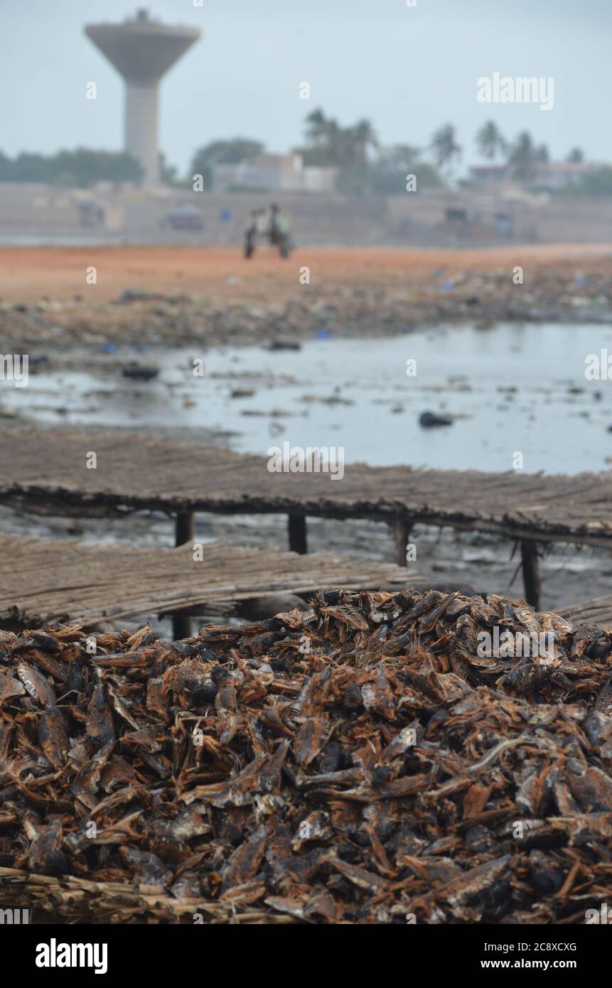 Prekäre Bedingungen in einer handwerklichen Fischverarbeitungsanlage in Joal, Senegal Stockfoto