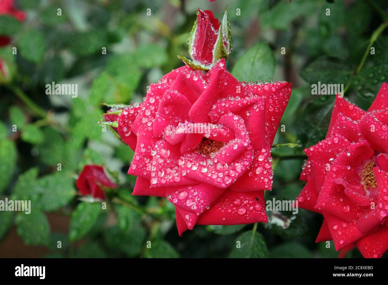 Regentropfen auf roten Rosen Stockfoto
