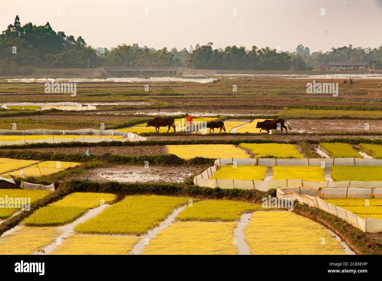 Duong Lam Vietnam 22/12/2013 Felder oder Paddys mit Reis wachsen auf offenen Ackerland Stockfoto