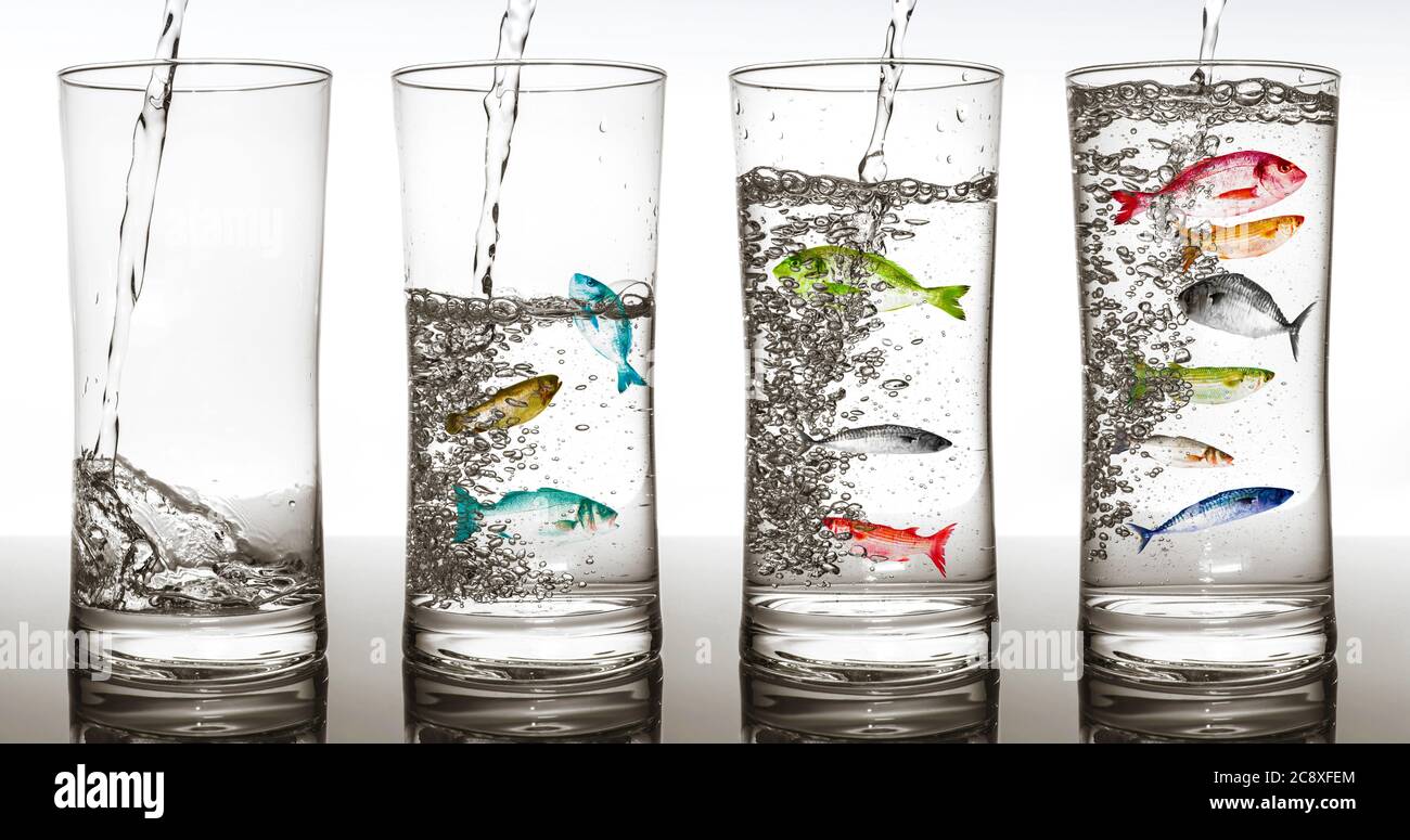 Das Befüllen mit Wasser vier Gläser mit Fisch in der Reihenfolge  Stockfotografie - Alamy