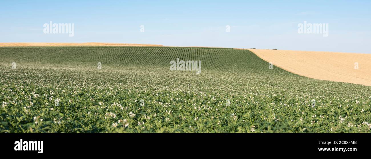 Typische fast abstrakte Muster der landwirtschaftlichen Feldlandschaft im Norden frankreichs unter blauem Himmel Stockfoto