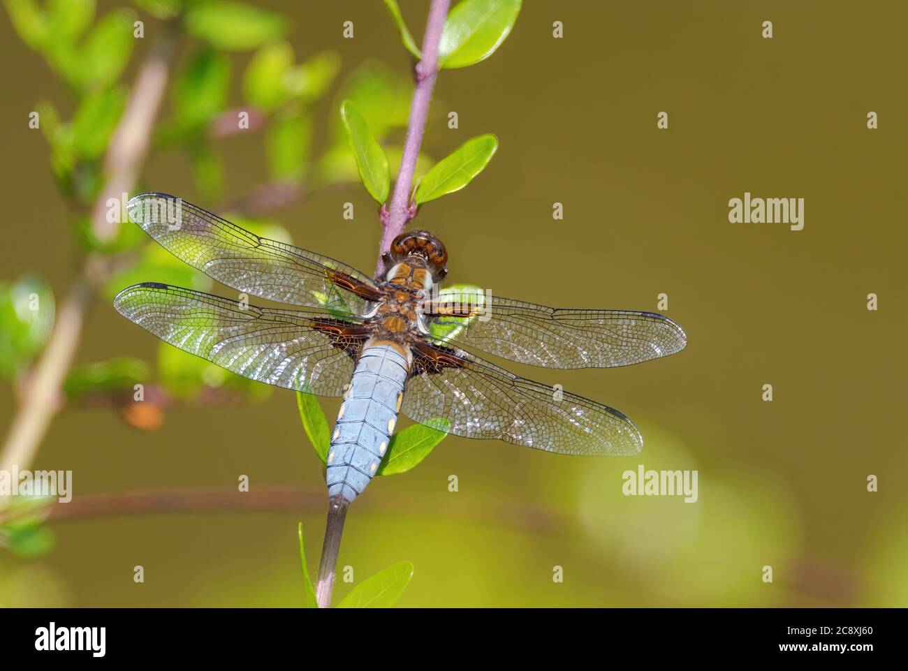 Broad-body Chaser - Libellula depressa, schöne große Libelle aus europäischen stillen Gewässern, Zlin, Tschechische Republik. Stockfoto