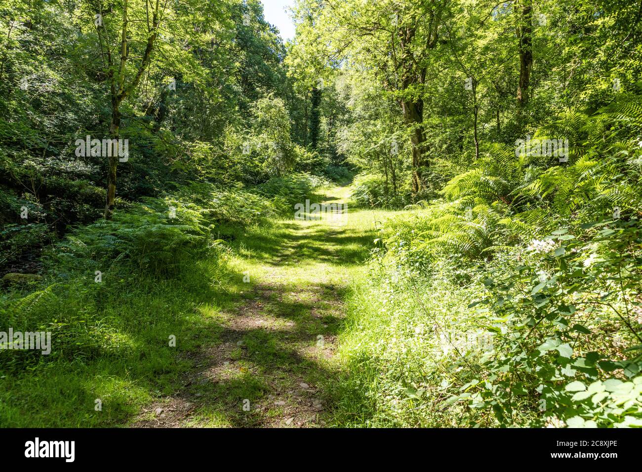 Ein Naturlehrpfad in Dunkery und Horner Wood National Nature Reserve in Horner Wood im Exmoor National Park, Somerset UK Stockfoto