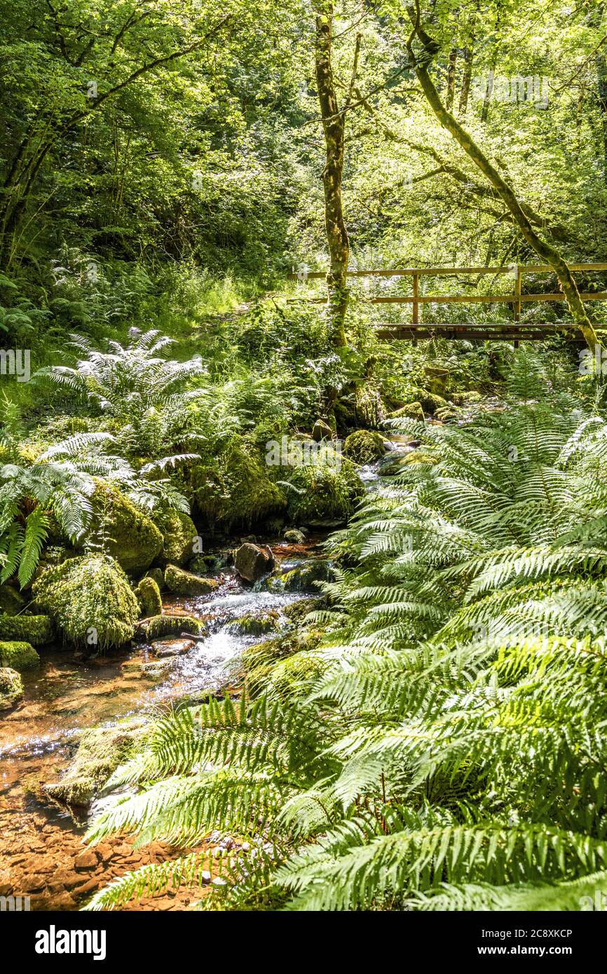 Eine Fußgängerbrücke über einen Bach neben dem Naturlehrpfad in Dunkery und Horner Wood National Nature Reserve bei Horner Wood im Exmoor National Park, Somerset Stockfoto