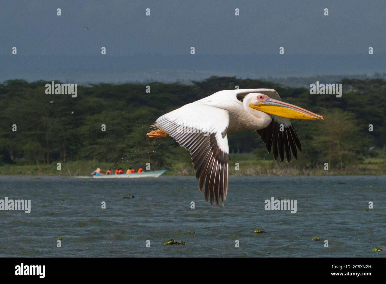 Großer weißer Pelikan (Pelecanus Onocrotalus) im Flug, Hulla-Tal, Israel Stockfoto