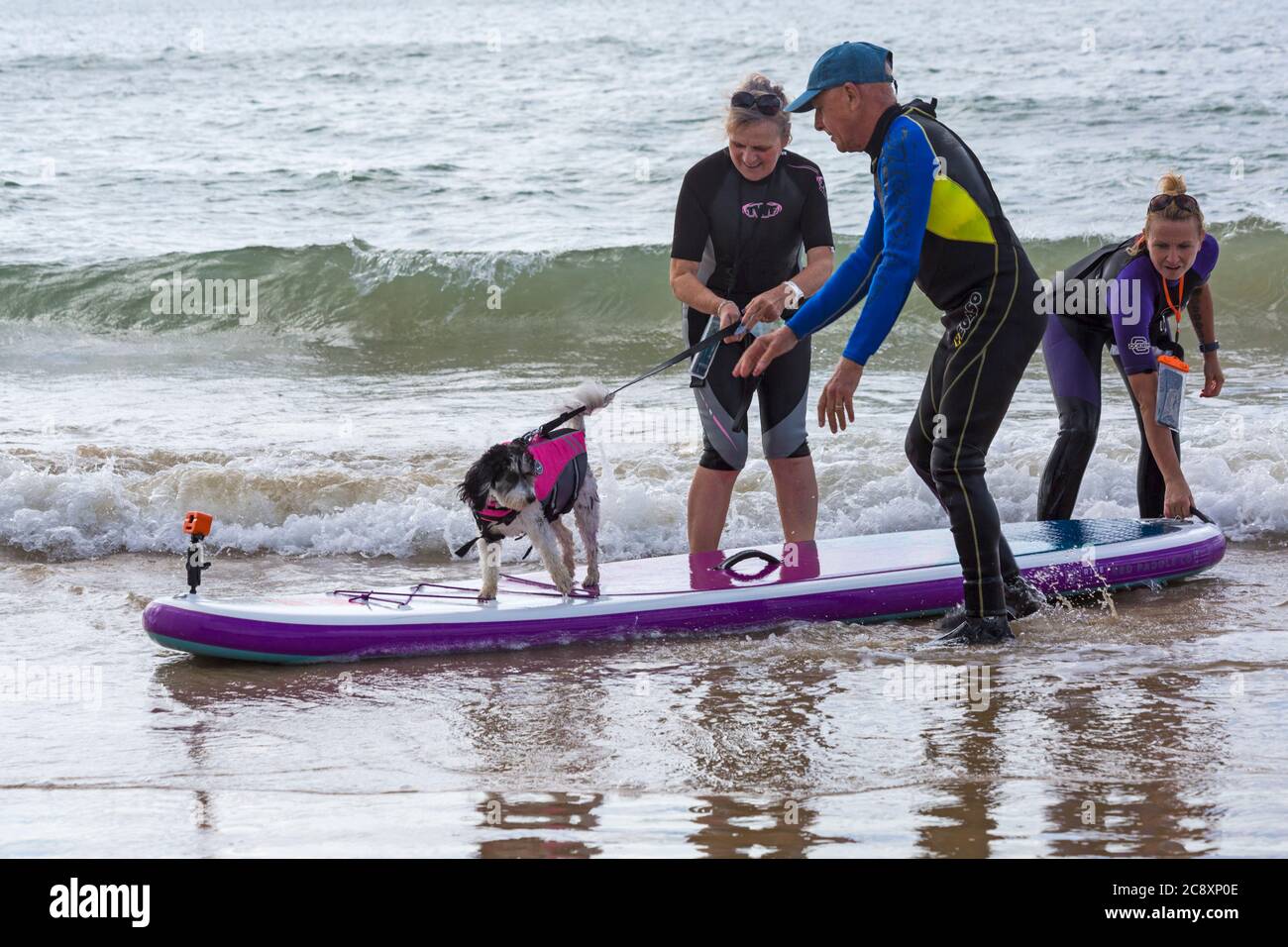 Hundetraining - Cavapoochon Hund lernen Paddleboard Paddle Board am Branksome Dene Chine Strand, Poole, Dorset, UK im Juli Stockfoto