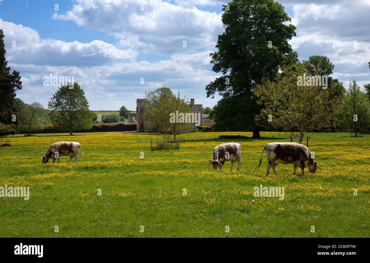 Long Horn Rinder in Rousham House and Gardens, Oxfordshire, England Stockfoto
