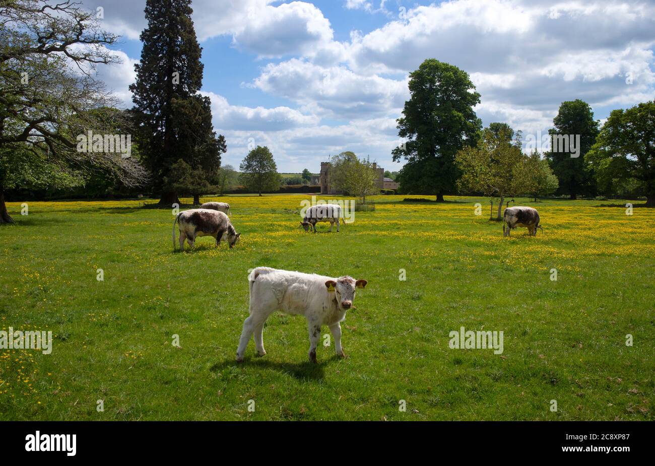 Long Horn Rinder in Rousham House and Gardens, Oxfordshire, England Stockfoto