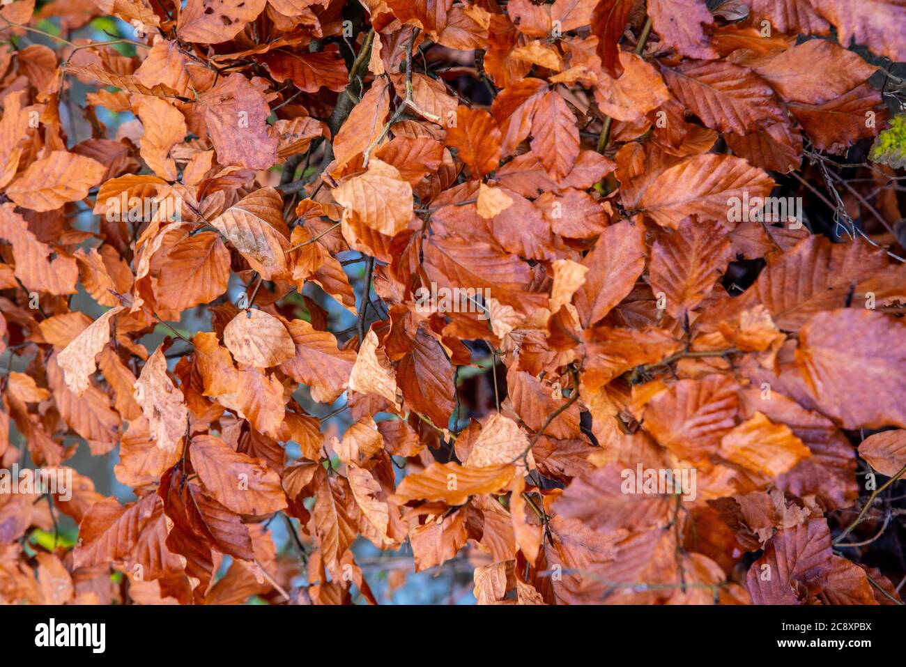 Winterwald feucht orange fallen Blätter auf den Boden. Fotografiert in Deutschland im Januar Stockfoto