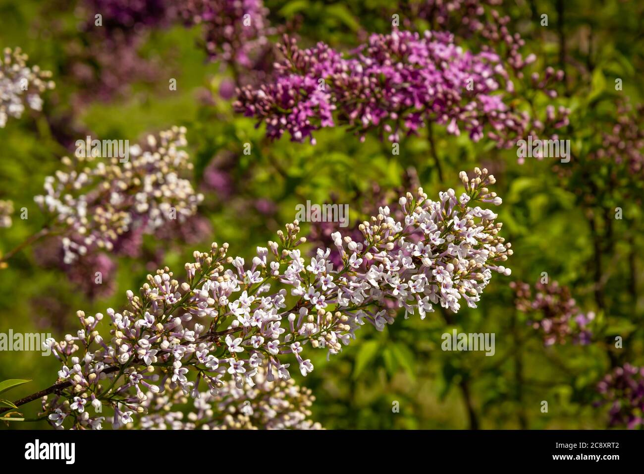 Helle Fliederblüten, blühender Fliederstrauch im Frühling Stockfoto