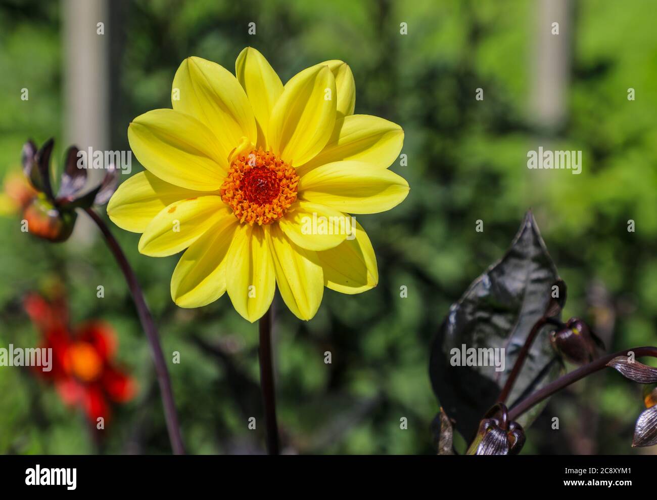 Nahaufnahme eines gelben Blütenkopfes einer Dahlia 'Classic Summertime' in der National Dahlia Collection, Penzance, Cornwall, England Stockfoto