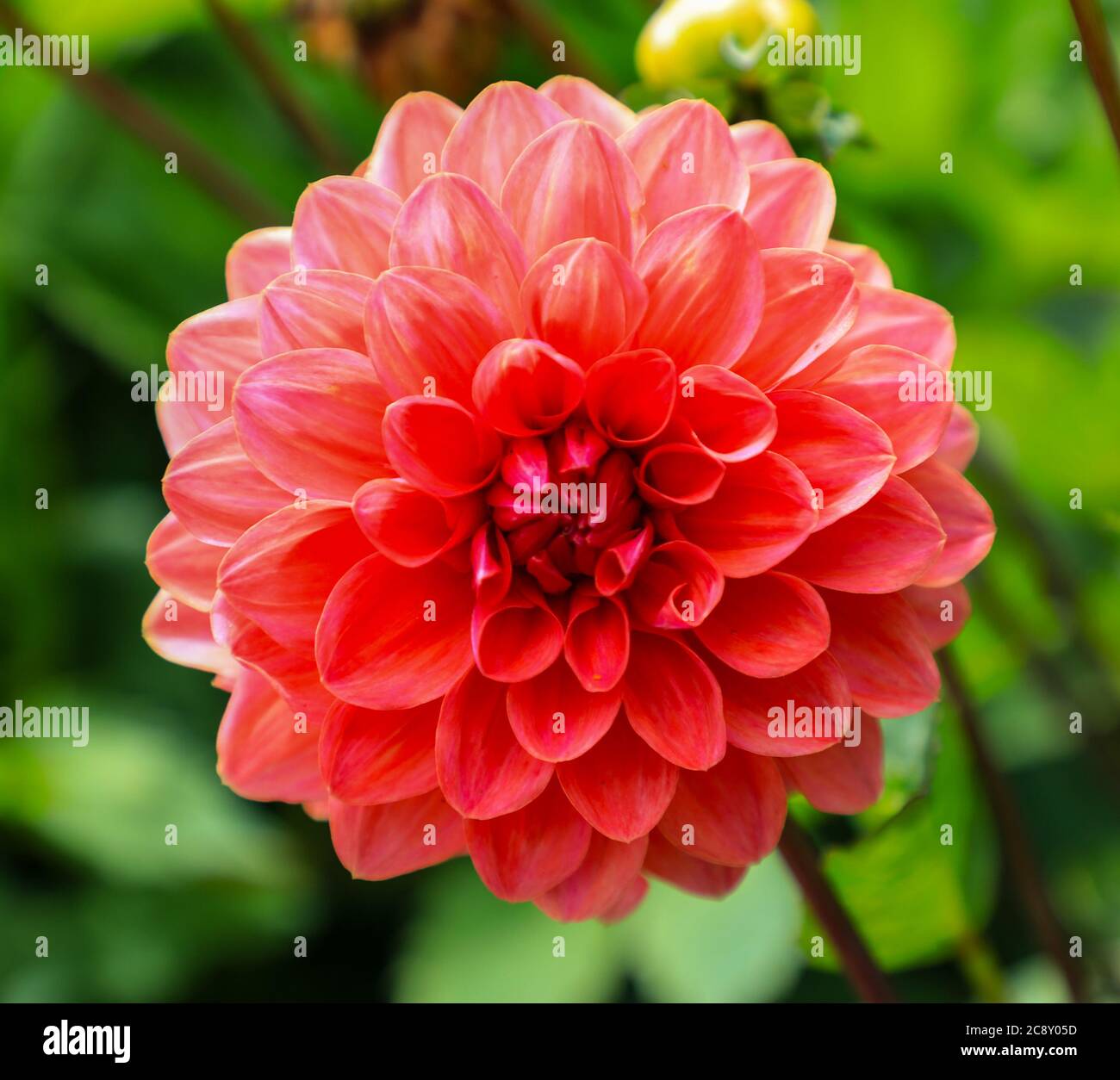 Nahaufnahme eines roten Blütenkopfes einer Dahlia 'Katisha' in der National Dahlia Collection, Penzance, Cornwall, England Stockfoto