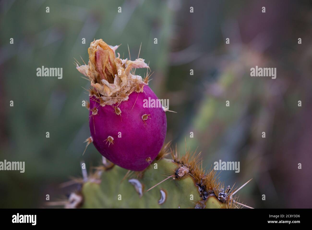 Essbare Kaktusfrucht von Kaktusfeigen im Saguaro National Park im amerikanischen Südwesten, Tucson, Arizona. Stockfoto
