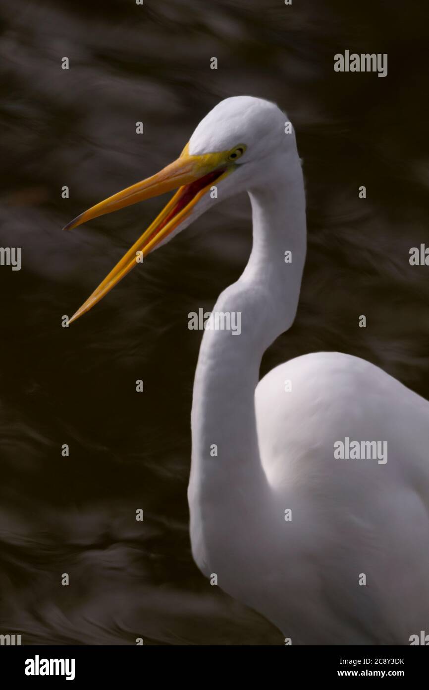 Anthropomorphe menschliche wie schreien wird humorvoll durch offenen Schnabel des Großen Reiher angezeigt Stockfoto