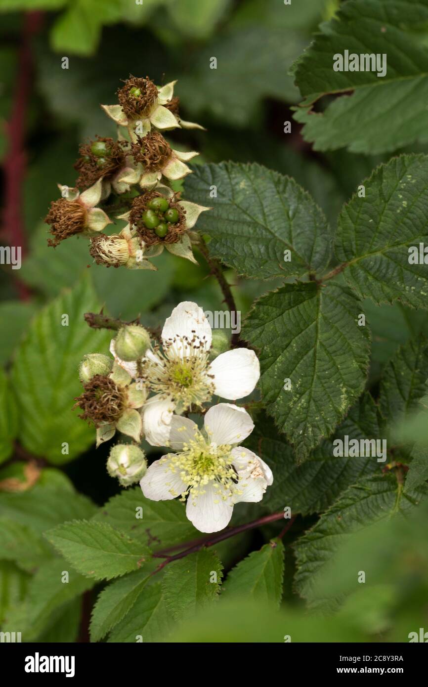 Brombeerblüte in Nahaufnahme, natürliches Blumenportrait Stockfoto